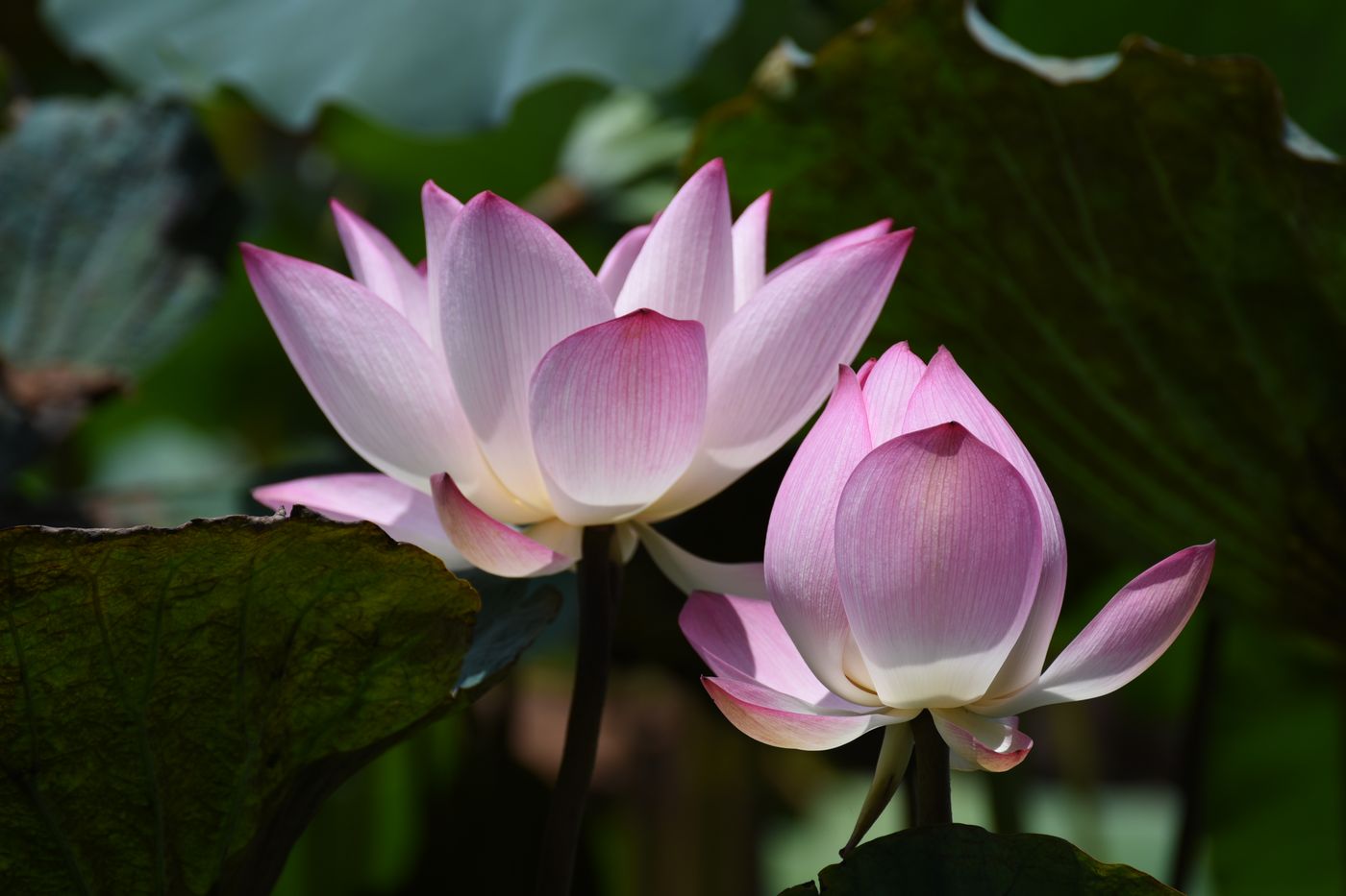 Lotus flower ink and watercolour study